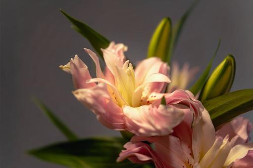 ユリの花 ユリの花の写真