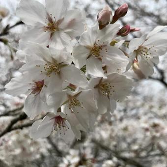 桜 桜の写真
