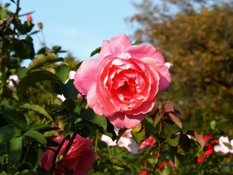 郊外の花壇に咲く美しいピンクのバラ バラ,花,植物の写真素材