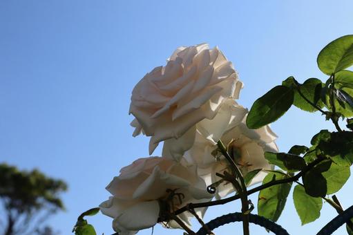 バラ園にて白い薔薇を撮影しました バラ園にて白い薔薇を撮影しましたの写真