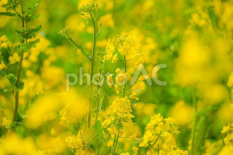 黄色い菜の花畑のイメージ 菜の花畑,菜の花,黄色の写真素材