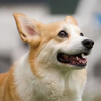 Corgi portrait, JPG