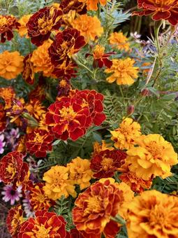 鮮やかに咲くマリーゴールドの花/縦 マリーゴールド,花,オレンジの写真素材