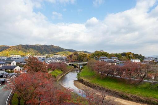 奈良県・秋の竜田川 竜田川,秋,紅葉の写真素材