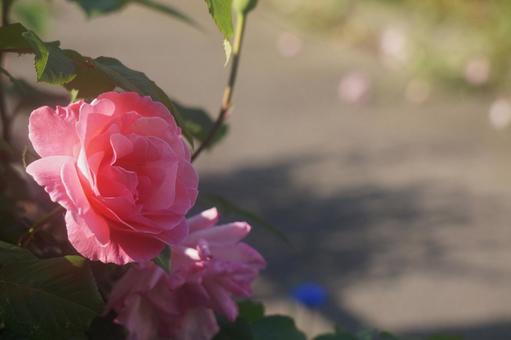 rose, JPG