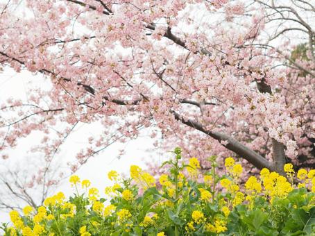 桜と菜の花 桜と菜の花 桜,菜の花,春の写真素材