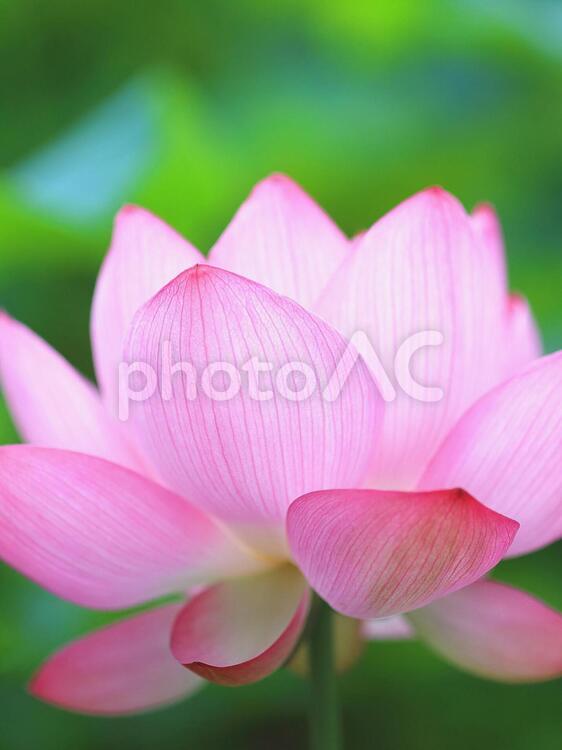 ハス　蓮　ピンクの花 ハス,はす,蓮の写真素材