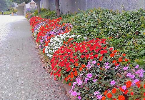 歩道を彩るインパチェンスの列　色鮮やか花 花,鮮やか,歩道の写真素材