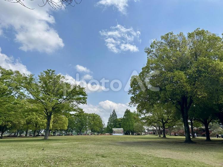 新緑のつつじが岡公園広場 新緑,広場,晴天の写真素材