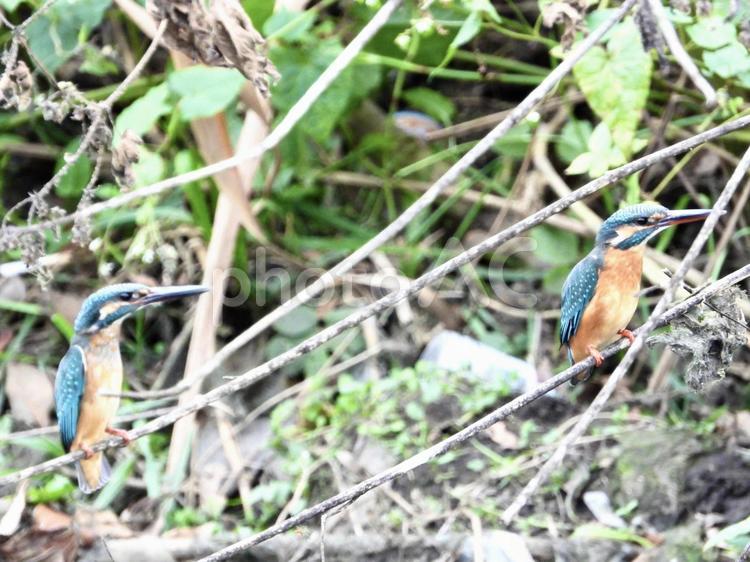 ペアダンスをするカワセミ 鳥,野鳥,カワセミの写真素材