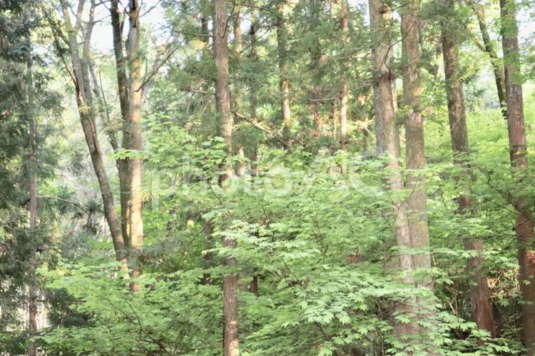 山の中の木々 森,植物,風景の写真素材
