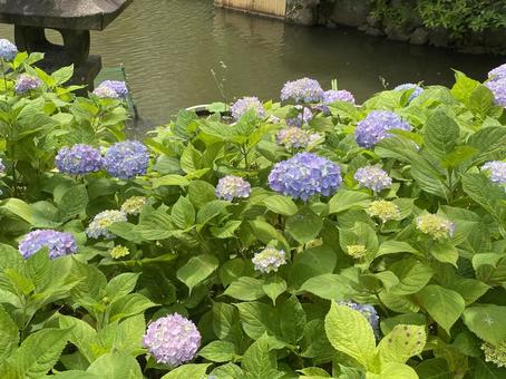 川辺の紫陽花 アジサイ,紫陽花,6月の写真素材