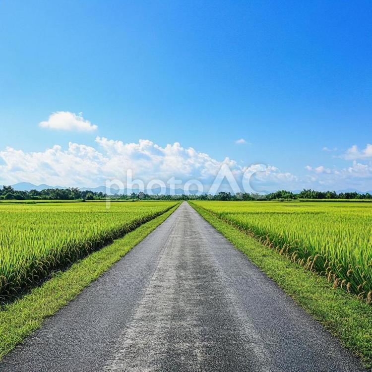 真っ直ぐに続く田舎道と稲穂の風景 田舎道,一本道,農道の写真素材