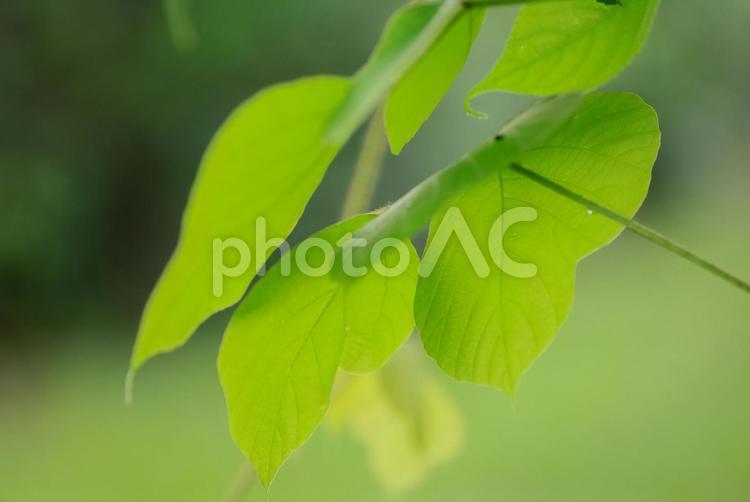 林の中に 自然,風景,季節の写真素材