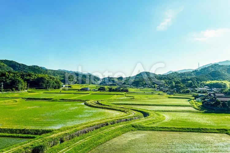 朝早い車窓から眺める一面が緑の田園光景 田園風景,田んぼ,畑の写真素材