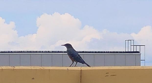 漁港のイソヒヨドリ 漁港のイソヒヨドリの写真