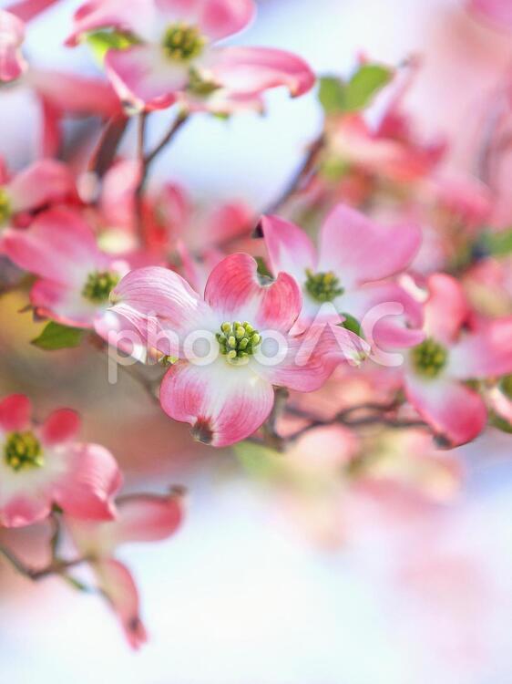 ハナミズキ　花水木　ピンクの花 ハナミズキ,はなみずき,花水木の写真素材