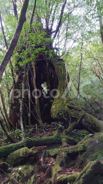 苔に覆われた老木(屋久島) 苔,コケ,こけの写真素材