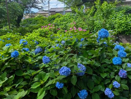 紫陽花 紫陽花 あじさい,自然,風景の写真素材