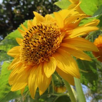 ヒマワリ（向日葵） ヒマワリ,向日葵,花の写真素材