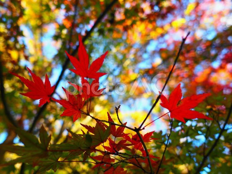 紅葉　秋のイメージ 紅葉,もみじ,楓の写真素材