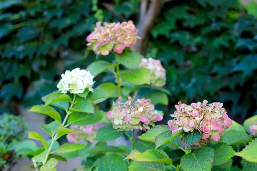 Withered hydrangea, JPG Withered hydrangea, JPG