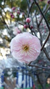 梅の花 梅の花の写真
