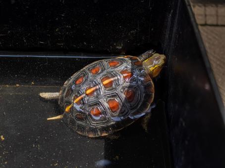 Photo, chinese box turtle, box turtle, turtle, 