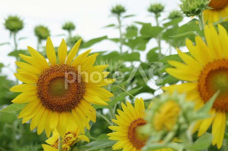 ひまわり畑 ひまわり,ひまわり畑,夏の写真素材