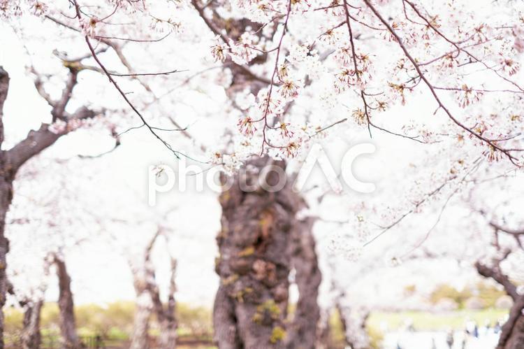 桜の木 春,季節,四季の写真素材