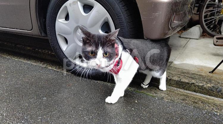 はちわれ はちわれ,猫,かわいいの写真素材