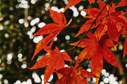緑の背景と玉ボケに映える赤い紅葉 紅葉,もみじ,モミジの写真素材