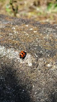 テントウムシ てんとう虫,虫,昆虫の写真素材