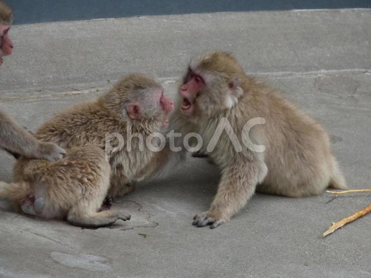 喧嘩をするサル山の猿、上野動物園 猿,さる,サルの写真素材