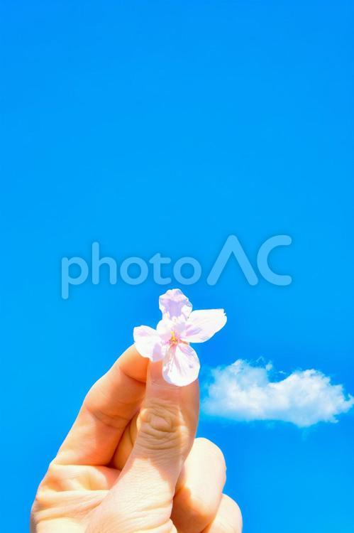 桜と青空の背景　手持ち 桜,サクラ,さくらの写真素材