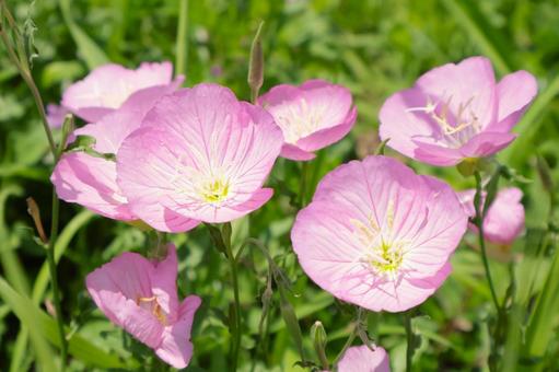 初夏から夏に咲くヒルザキツキミソウの花 初夏から夏に咲くヒルザキツキミソウの花 ヒルザキツキミソウ,ツキミソウ,花の写真素材