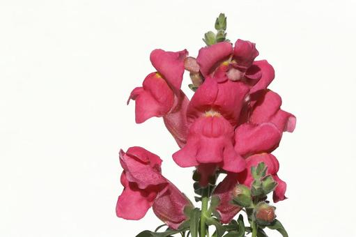 金魚草 植物,草花,花びらの写真素材