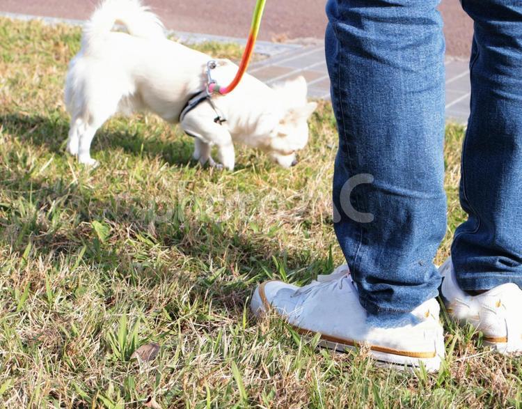 チワワを散歩する飼い主の足元 チワワ,足元,後ろ姿の写真素材