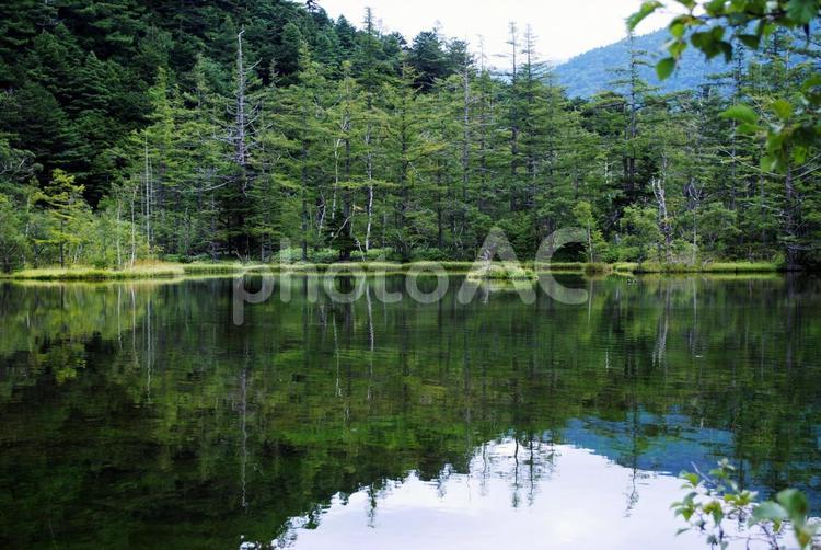 信州　上高地明神池　映り込み 信州,長野県,松本市の写真素材