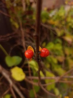 秋・ツルウメモドキの赤い実の接写2の写真