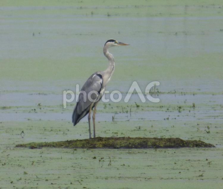 湖畔の浅瀬にて・・サギ008 鳥,野鳥,サギの写真素材