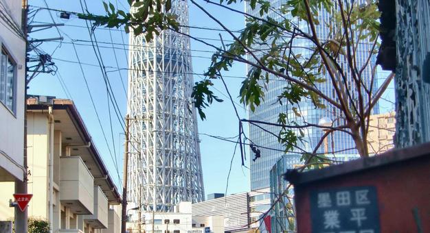 木の葉越しの東京スカイツリー-5 木,枝,葉の写真素材