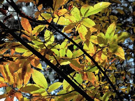 クリの葉の黄葉と褐葉 黄葉,栗,クリの写真素材