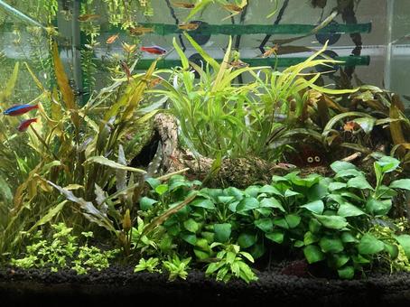 水草水槽 水草水槽 熱帯魚,ネオンテトラ,水草水槽の写真素材