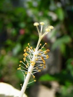 温室のハイビスカス・花芯部分のアップ 温室のハイビスカス・花芯部分のアップ ハイビスカス,花,植物の写真素材