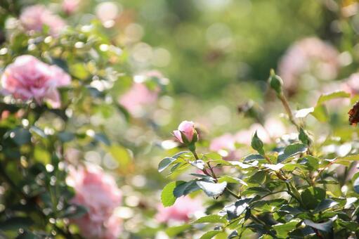 バラ バラ,たまボケ,ふんわりの写真素材