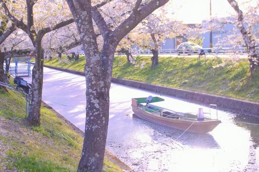 [愛知県]丹羽郡大口町の五条川の桜並木 桜,桜並木,菜の花の写真素材