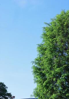 新緑と青空 新緑と青空 武蔵丘陵森林公園,新録,遊歩道の写真素材
