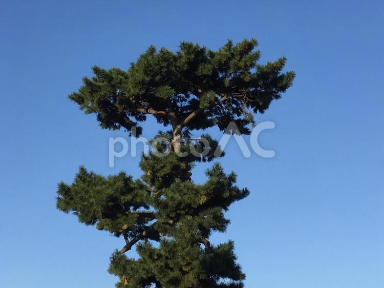 松の木 松,針葉樹,木の写真素材