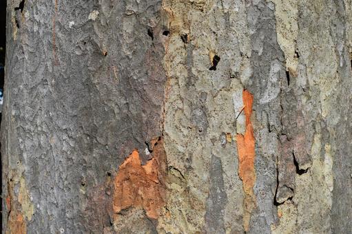 欅の表皮 ケヤキの表皮,欅の表皮,ケヤキの写真素材